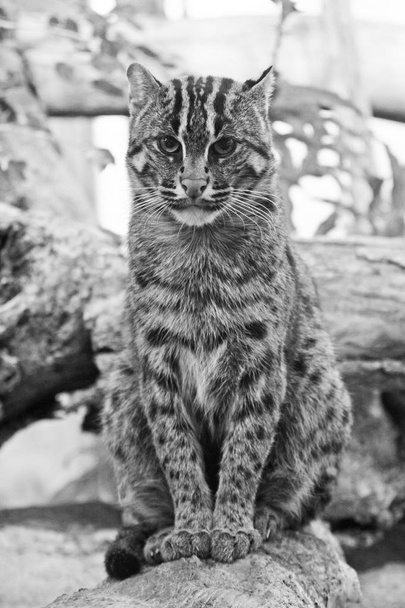 Enorme gato salvaje sentado en piedra
 - Foto, imagen