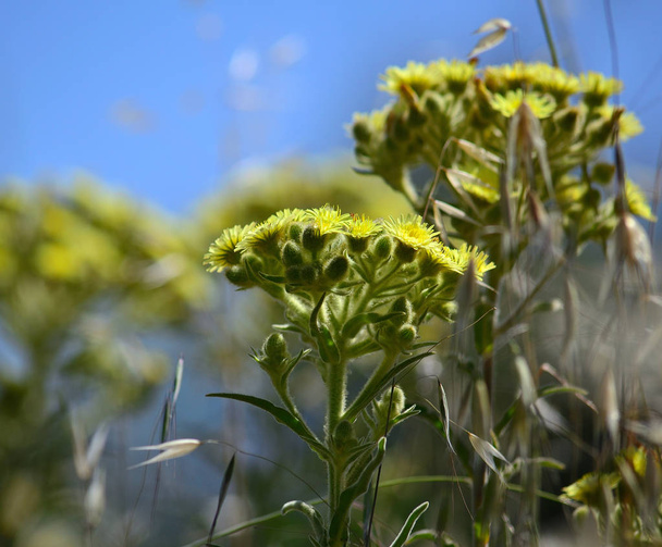Planten van Senecio in volle bloei en blauwe hemel op de achtergrond - Foto, afbeelding