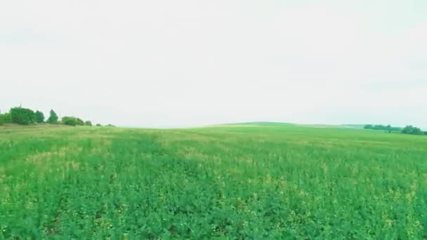 niedrige Luftaufnahme von reinem grünen Rasen. Autofahren. 4k. - Filmmaterial, Video