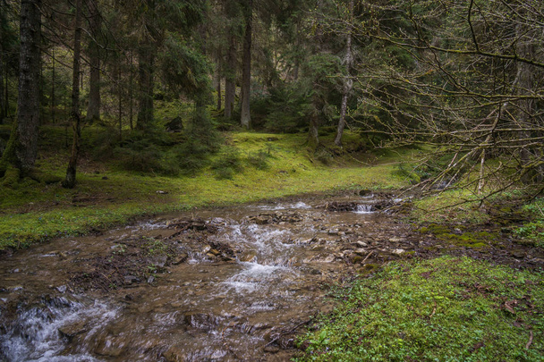 national park borjomi water stream - Photo, Image