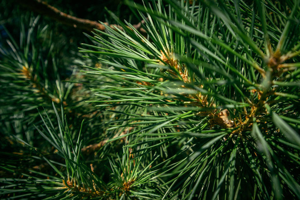 соснова гілка в лісі з голками
 - Фото, зображення