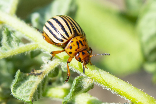 Colorado potato beetle crawling on the escape of potatoes closeup - Photo, Image