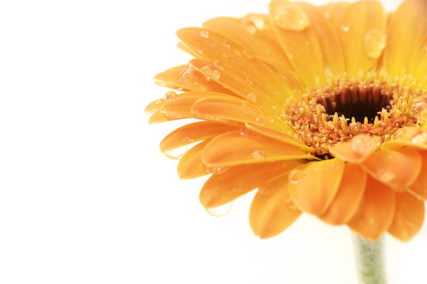 Бургундский цветок герберы на белом фоне
 - Фото, изображение