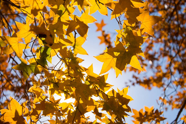 Jesienny liść klonu zbliżenie - Zdjęcie, obraz