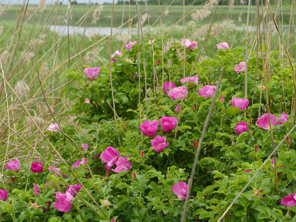 flores rosa mosqueta flor arbusto en la orilla del lago
 - Foto, imagen