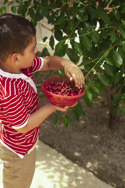 Little kid picking cherry from tree in garden. 6-year old middle eastern boy picks raw cherry fruit. Family having fun at harvest time. - Photo, Image
