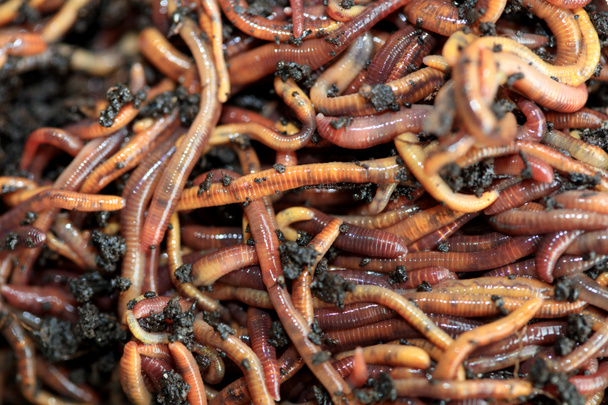 Oorwormen (Dendrobena Veneta) voor de visserij of de compost - Foto, afbeelding