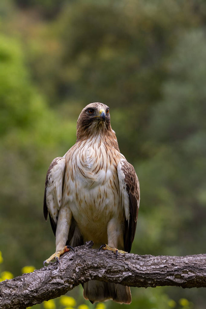 Booted Eagle Hieraaetus pennatus dans la nature, Espagne
 - Photo, image