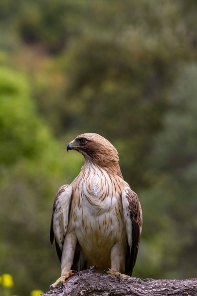Önyükleme Eagle Hieraaetus pennatus doğa, Ispanya - Fotoğraf, Görsel