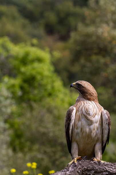 Booted Eagle Hieraaetus pennatus dans la nature, Espagne
 - Photo, image