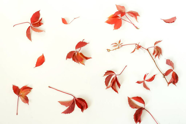 dried fallen leaves arranged on light background - Foto, imagen