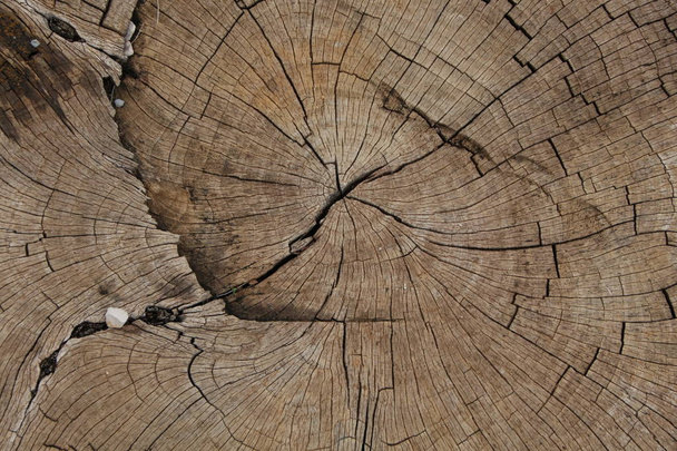 texture of tree stump - Photo, image