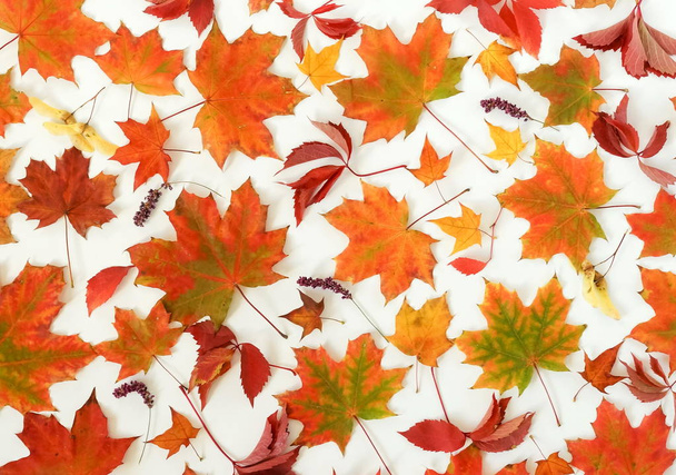foglie secche cadute disposte su fondo chiaro
 - Foto, immagini