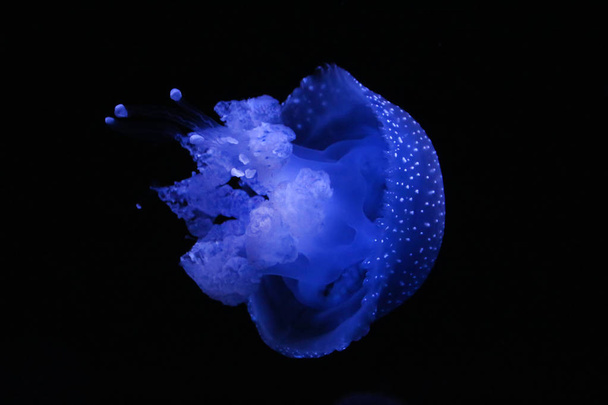 Australian spotted jellyfish - Foto, imagen