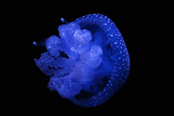 Australian spotted jellyfish - Zdjęcie, obraz