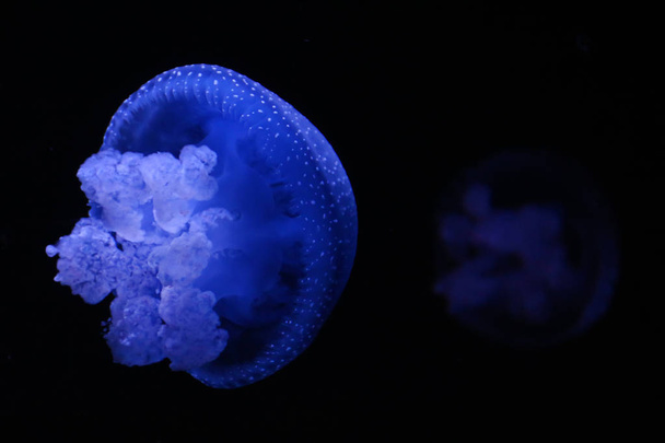 Australian spotted jellyfish - Foto, Imagen