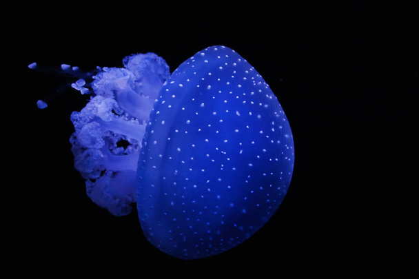 Australian spotted jellyfish - Foto, Imagem