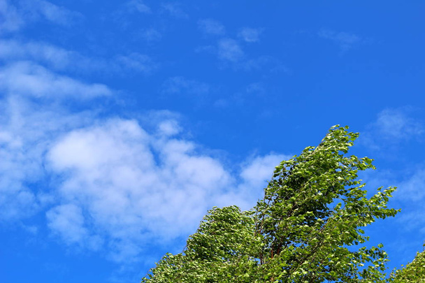 Верхушка дерева на фоне облаков и голубого неба в солнечную погоду
. - Фото, изображение