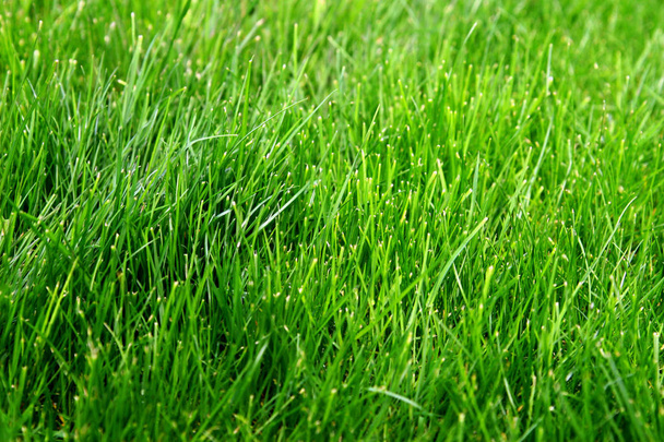 Macro shot of bright green grass sprouts in spring. Green meadow of closeup fresh grass. - Fotoğraf, Görsel