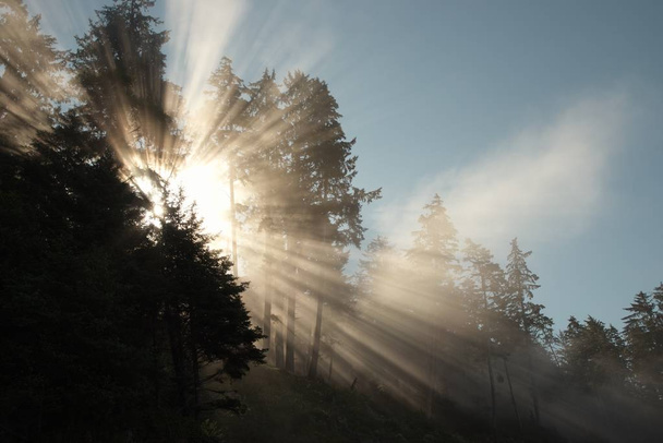 Manhã na floresta nebulosa
 - Foto, Imagem