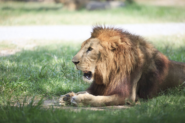ライオンが横たわっていると緑の野原でリラックス - 写真・画像