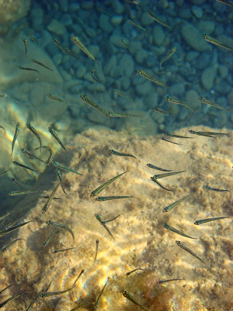 Malé ryby na plážové tapetě pozadí jemné výtisky - Fotografie, Obrázek
