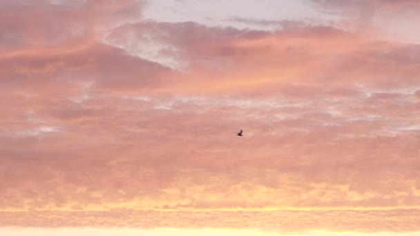 Stupefacente alba zephyr gustose nuvole di caramelle di tenero colore rosa al mattino
 - Filmati, video