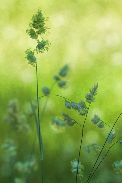 Ogólny zielony Prairie trawa kwiat Plumes tło - Zdjęcie, obraz