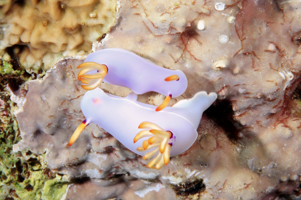 hypselodoris bullocki nudibranchs paring - Foto, afbeelding
