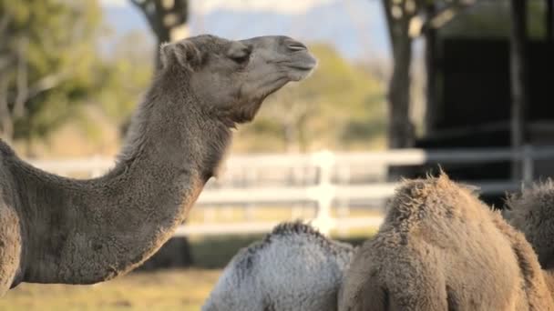 Camels outside amongst nature during the daytime - Video