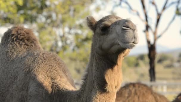 Camels outside amongst nature during the daytime - Footage, Video