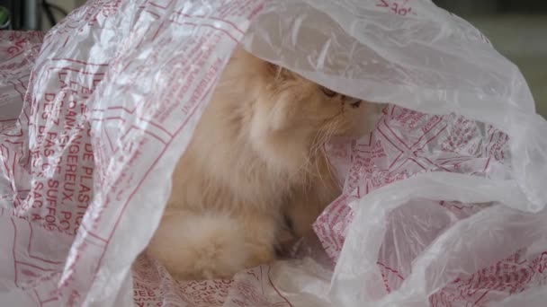 Bewegung der persischen Katze beim Beobachten und Spielen mit Menschen in der Umhängetasche  - Filmmaterial, Video