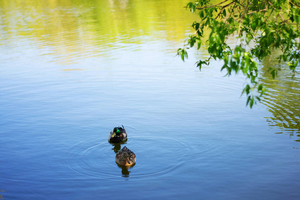 Dos patos pájaro Mallard nada en el lago o el río el parque de la ciudad. Primavera o verano
 - Foto, Imagen
