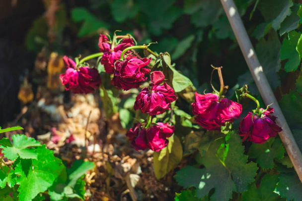 Elsorvadt vörös rózsák az utcán. Virágok és növények a kertben. Szárított rózsa. - Fotó, kép