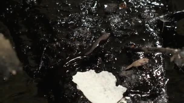 ζώο σαύρα που περπατάει μέσα από χημικό προϊόν λαδιού παραμένει - Πλάνα, βίντεο