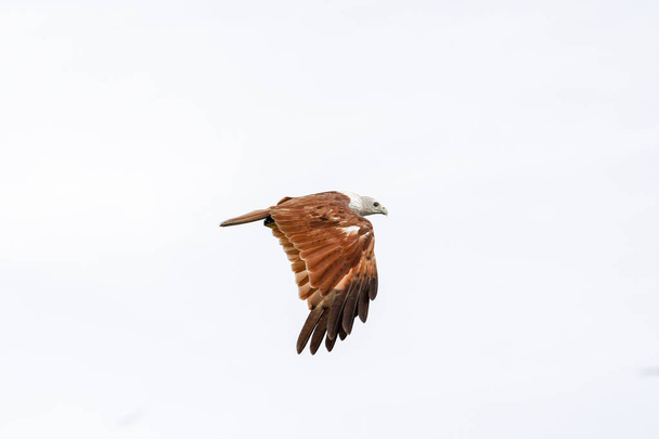 Red eagle fly on the sky in nature at thailand - Photo, Image