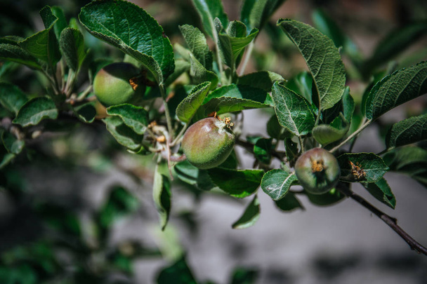 молодая яблоня найдена в Ладакхе, Джамму Кашмир, Индия - Фото, изображение