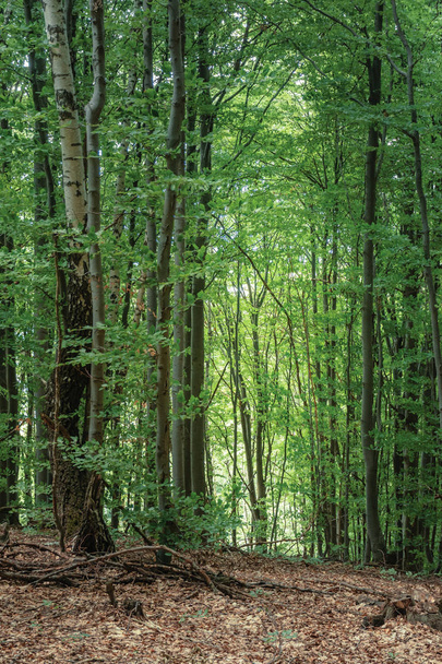 ancient beech forest in summertime - Fotografie, Obrázek