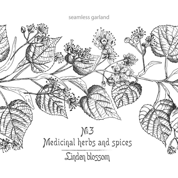Lindenblüten handgezeichnetes Randmuster mit Blume, Leben und Zweig in schwarzer Farbe auf weißem Hintergrund. Retro Vintage Graphik Design botanische Skizze Zeichnung - Vektor, Bild