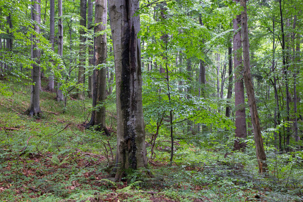 ビェシチャディ山地の自然林 - 写真・画像