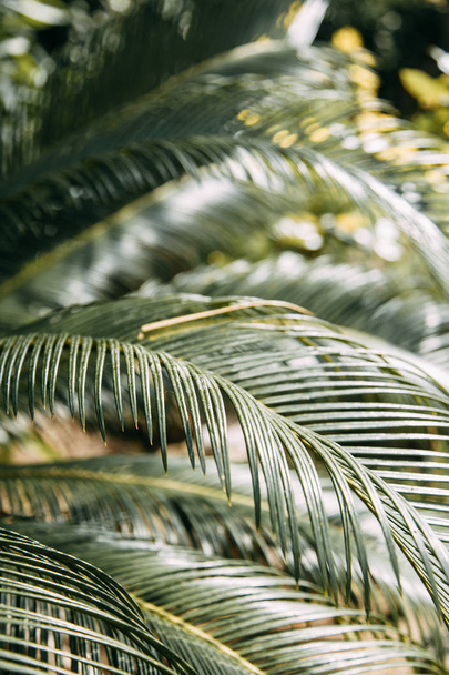  The nature of Montenegro in macro photography. Abstract tropical backgrounds of leaves and grass. - Fotó, kép