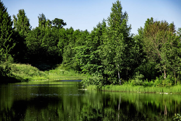 Waterfront with green trees and vegetation in forest, summer landscape - Фото, изображение
