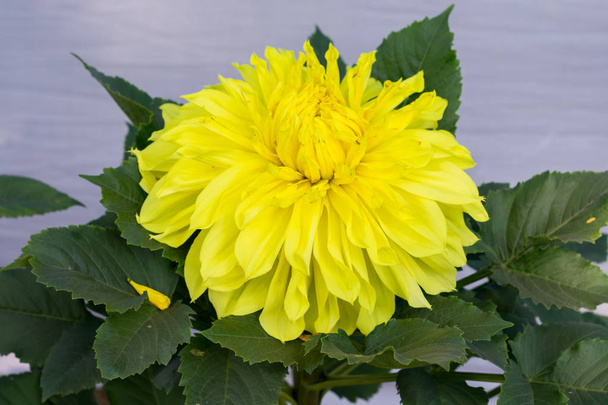 Keltainen Guldavari Kukka kasvi, nurmikasvien monivuotiset kasvit. Se on aurinko rakastava kasvi kukkii alkukeväästä loppukesästä. Erittäin suosittu kukka puutarhoihin ja kukkakimppuihin. Kopioi tilaa tekstille
. - Valokuva, kuva