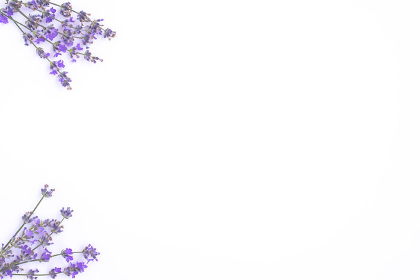 A friss levendula virágai fehér alapon rendeződnek. Levendula virágok gúnyolódni fel. Térmásolat. Minimális háttérkoncepció. - Fotó, kép