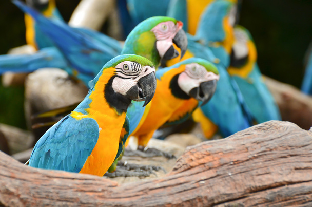 Värikäs Macaws luonnossa
 - Valokuva, kuva