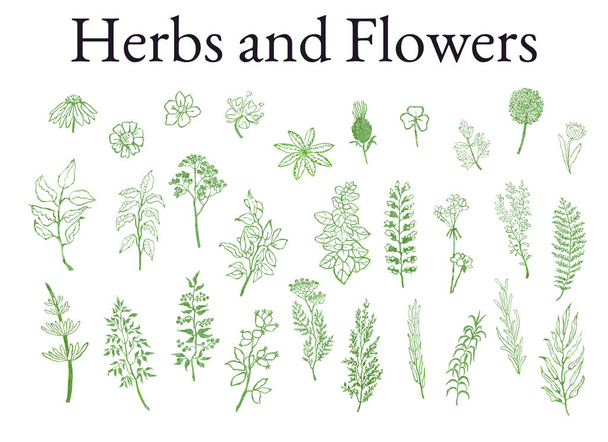 Ensemble d'illustrations d'herbes, de plantes et de fleurs croquis
 - Vecteur, image