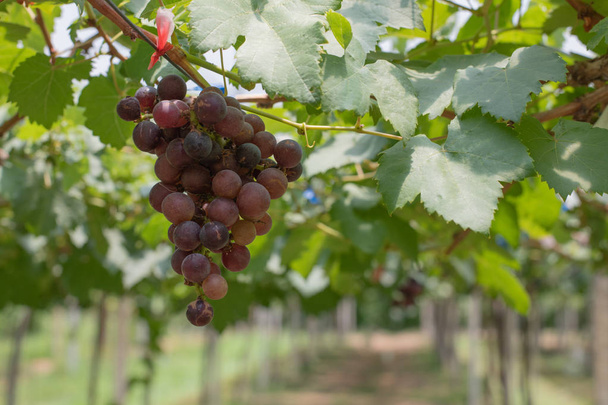 tros druiven op een wijnstok - Foto, afbeelding