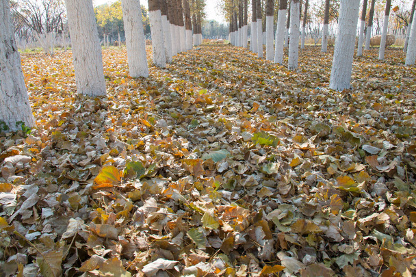 Δέντρο Λεύκα το φθινόπωρο κοντινό-up - Φωτογραφία, εικόνα