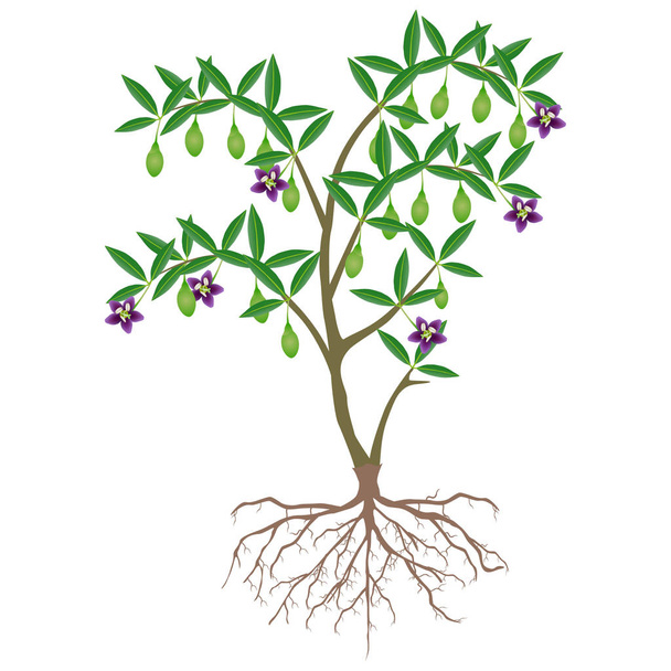Goji-Beerenpflanze mit unreifen Früchten und Blumen. - Vektor, Bild