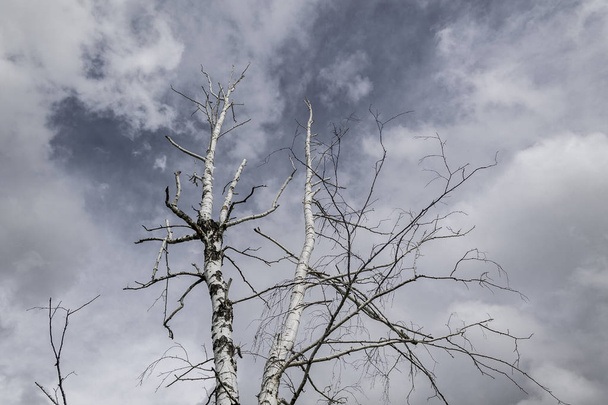 Gri bulutların arka planında yalnız kuru ağaç, kasvetli arka plan - Fotoğraf, Görsel